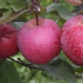Malus domestica 'Tickled Pink' (Dessert Apple) [Group 3]