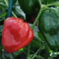 Pepper 'Redskin' (Sweet Pepper)