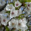 Prunus 'Umineko' (Flowering Cherry)
