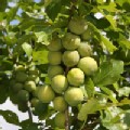 Prunus domestica 'Old Greengage' (Greengage)