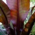Ensete ventricosum 'Maurelii' (Ethiopian Black Banana)