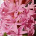Hyacinthus orientalis 'Pink Pearl' (Hyacinth)
