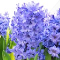 Hyacinthus orientalis 'Delft Blue' (Hyacinth)