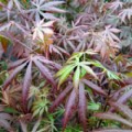 Acer palmatum 'Trompenburg' (Japanese Maple)