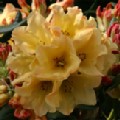 Rhododendron yakushimanum 'Nancy Evans'