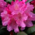 Rhododendron yakushimanum 'Polaris'