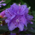 Rhododendron 'Purple Gem' (Dwarf Rhododendron)