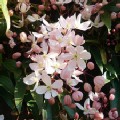 Clematis armandii 'Apple Blossom' (Evergreen Clematis)