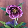 Helleborus x hybridus 'Pretty Ellen Spotted' (Lenten Rose)