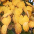 Cercidiphyllum japonicum (Katsura Tree)
