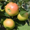 Malus domestica 'Bramley 20' (Cooking Apple) [Group 3]