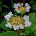 Viburnum opulus (Guelder Rose)