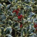 Ilex aquifolium 'Argentea Marginata' (Holly)