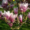 Magnolia x soulangeana (Saucer Magnolia)