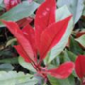 Photinia x fraseri 'Red Robin' (Christmas Berry)