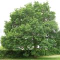 Quercus robur (Common Oak)