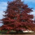 Quercus rubra (Red Oak)
