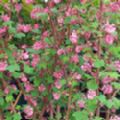 Ribes sanguineum 'King Edward VII' (Flowering Currant)