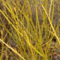 Cornus stolonifera 'Flaviramea' (Golden Dogwood)