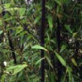 Phyllostachys nigra (Black Bamboo)