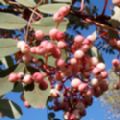 Sorbus hupehensis (Hubei Rowan/Hupeh Rowan)