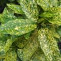 Aucuba japonica 'Crotonifolia' (Spotted Laurel)