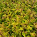 Fuchsia magellanica 'Aurea'