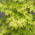 Acer palmatum 'Summer Gold' (Japanese Maple)