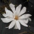 Magnolia stellata (Star Magnolia)