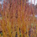 Salix alba 'Chermesina' (Coral Bark Willow)
