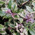 Ilex aquifolium 'Ingramii' (Holly)