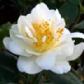Camellia japonica 'Silver Anniversary'
