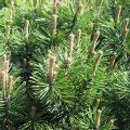 Pinus mugo 'Mughus' (Dwarf Mountain Pine)