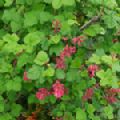 Ribes sanguineum (Flowering Currant)