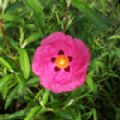 Cistus x purpureus (Rock Rose)