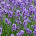 Lavandula angustifolia 'Hidcote' (English Lavender)