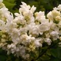 Syringa vulgaris 'Madame Lemoine' (Lilac)