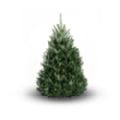 Cut Christmas Tree - Fraser Fir