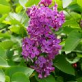 Syringa vulgaris 'Charles Joly' (Lilac)