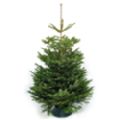 Cut Christmas Tree - Nordmann Non-Needle Drop