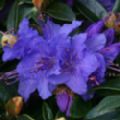 Rhododendron 'Gristede' (Dwarf Rhododendron)