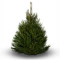 Cut Christmas Tree - Norway Spruce