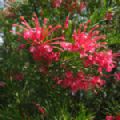 Grevillea 'Canberra Gem' (Spider Flower)