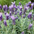 Lavandula stoechas 'Papillon' (French Lavender)