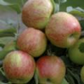 Malus domestica 'Braeburn' (Apple) [Group 4]