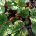 Rheum x hybridum 'Timperley Early' (Rhubarb)