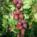 Ribes uva-crispa 'Captivator' (Thornless Gooseberry)