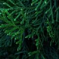 Thuja occidentalis 'Smaragd' (White Cedar)