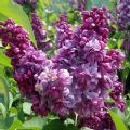 Syringa vulgaris 'Prince Wolkonsky' (Lilac)