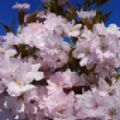 Prunus 'Amanogawa' (Japanese Flowering Cherry)